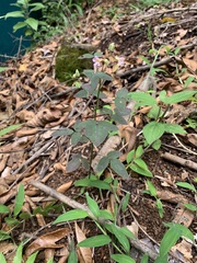Oxalis barrelieri