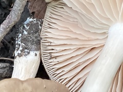 Marasmius nigrodiscus