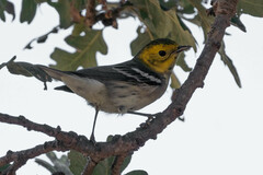 Setophaga occidentalis