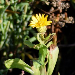 Grindelia stricta