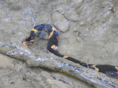 Nerodia fasciata confluens