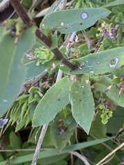 Eurybia spectabilis