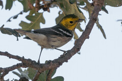 Setophaga occidentalis