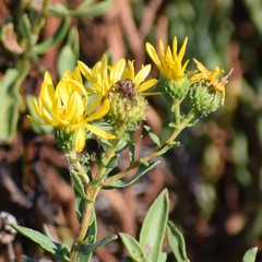 Grindelia stricta