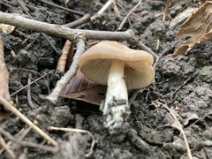 Marasmius nigrodiscus