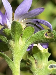 Eurybia spectabilis