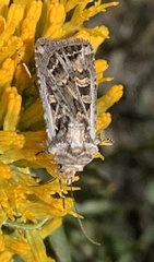 Euxoa tessellata