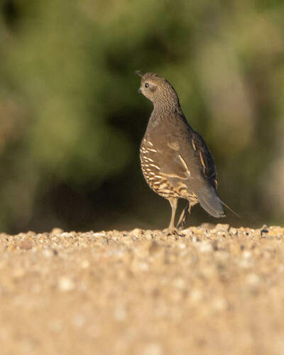 iNaturalist observation photo of California Quail
