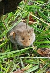 Clethrionomys gapperi