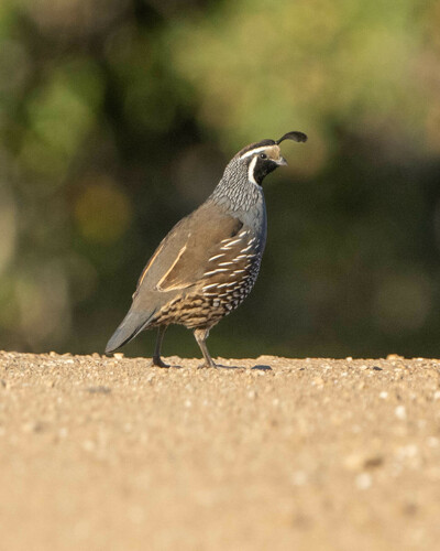 iNaturalist observation photo of California Quail