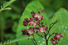 Clerodendrum infortunatum