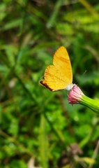 Tegosa