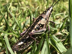 Monistria pustulifera