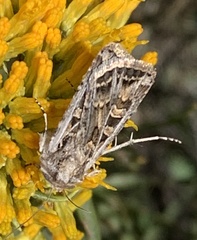 Euxoa tessellata