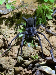 Ctenidae