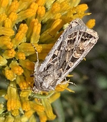Euxoa tessellata