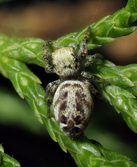 Pelegrina pervaga