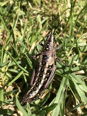 Monistria pustulifera