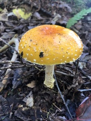 Amanita