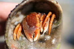 Pagurus acadianus