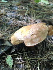 Lactarius vinaceorufescens