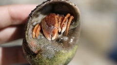 Pagurus acadianus
