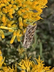 Euxoa tessellata
