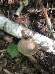Lactarius vinaceorufescens
