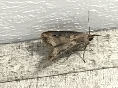 Agrotis ipsilon