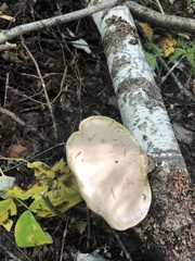 Lactarius vinaceorufescens