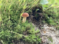 Lanmaoa