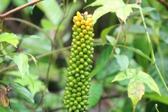 Amorphophallus paeoniifolius