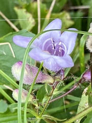 Penstemon digitalis