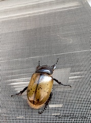 Dynastes hyllus