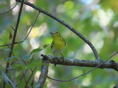 Vireo flavifrons