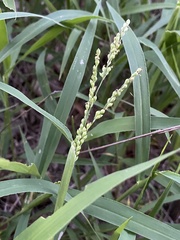 Urochloa fusca