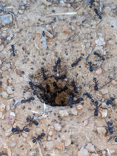 iNaturalist observation photo of Andre's Harvester Ant