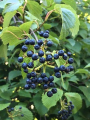 Viburnum recognitum