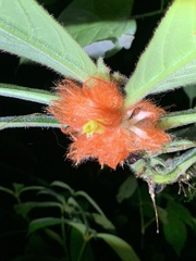 Columnea purpurata