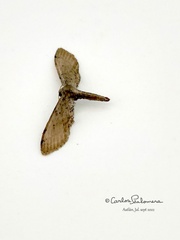 Euacidalia brownsvillea