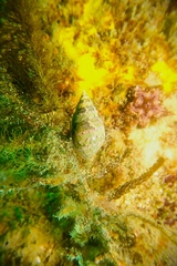 Phasianella australis