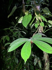 Columnea purpurata