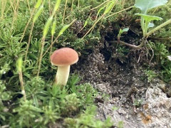 Lanmaoa