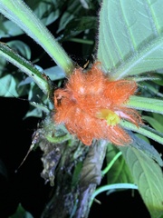 Columnea purpurata