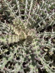 Cirsium horridulum