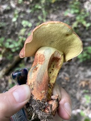 Lanmaoa pseudosensibilis
