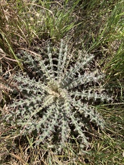 Cirsium horridulum