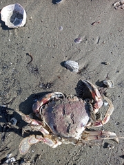 Ovalipes trimaculatus