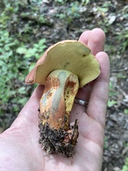 Lanmaoa pseudosensibilis