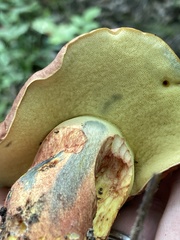 Lanmaoa pseudosensibilis